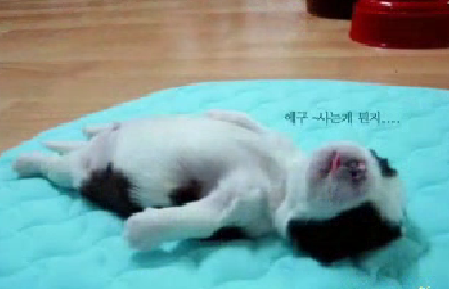More Cute 'N' Sleepy...